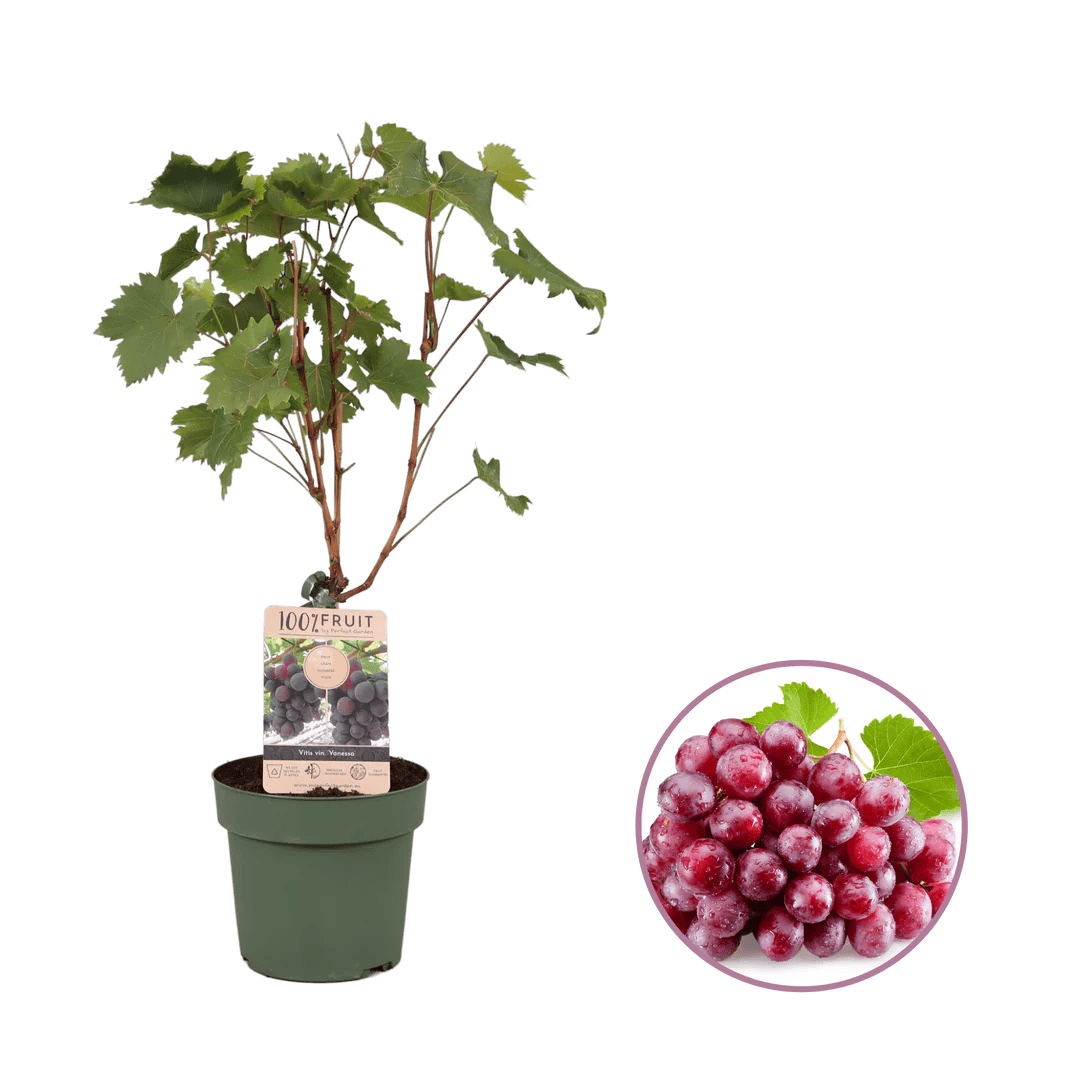 Druivenwonder - Glabbeek