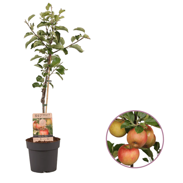 Winterharde Appelboom Giftset - Ardooie