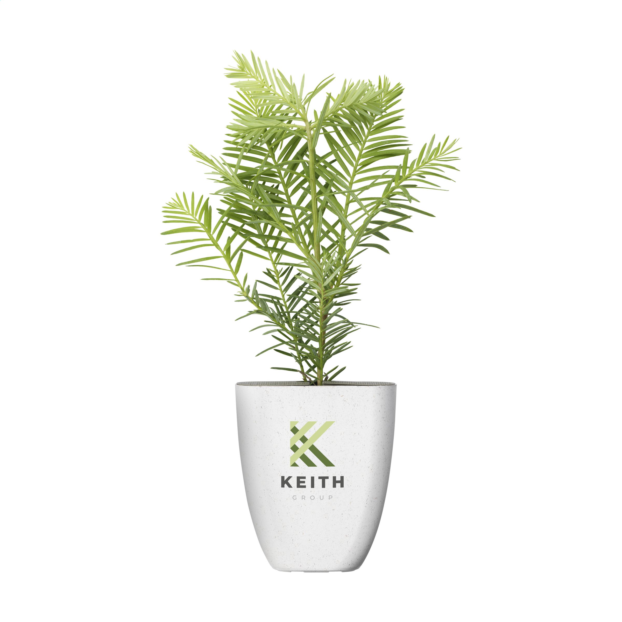 LetterLeaf Reuzen Sequoia - Tielt