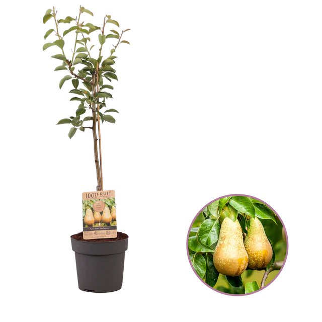 Perenboom Geschenkverpakking - Lede