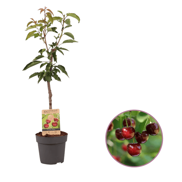Kersen Cadeauboom - Denderleeuw