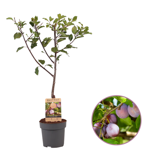 PlukPracht Pruimenboom - Bertem