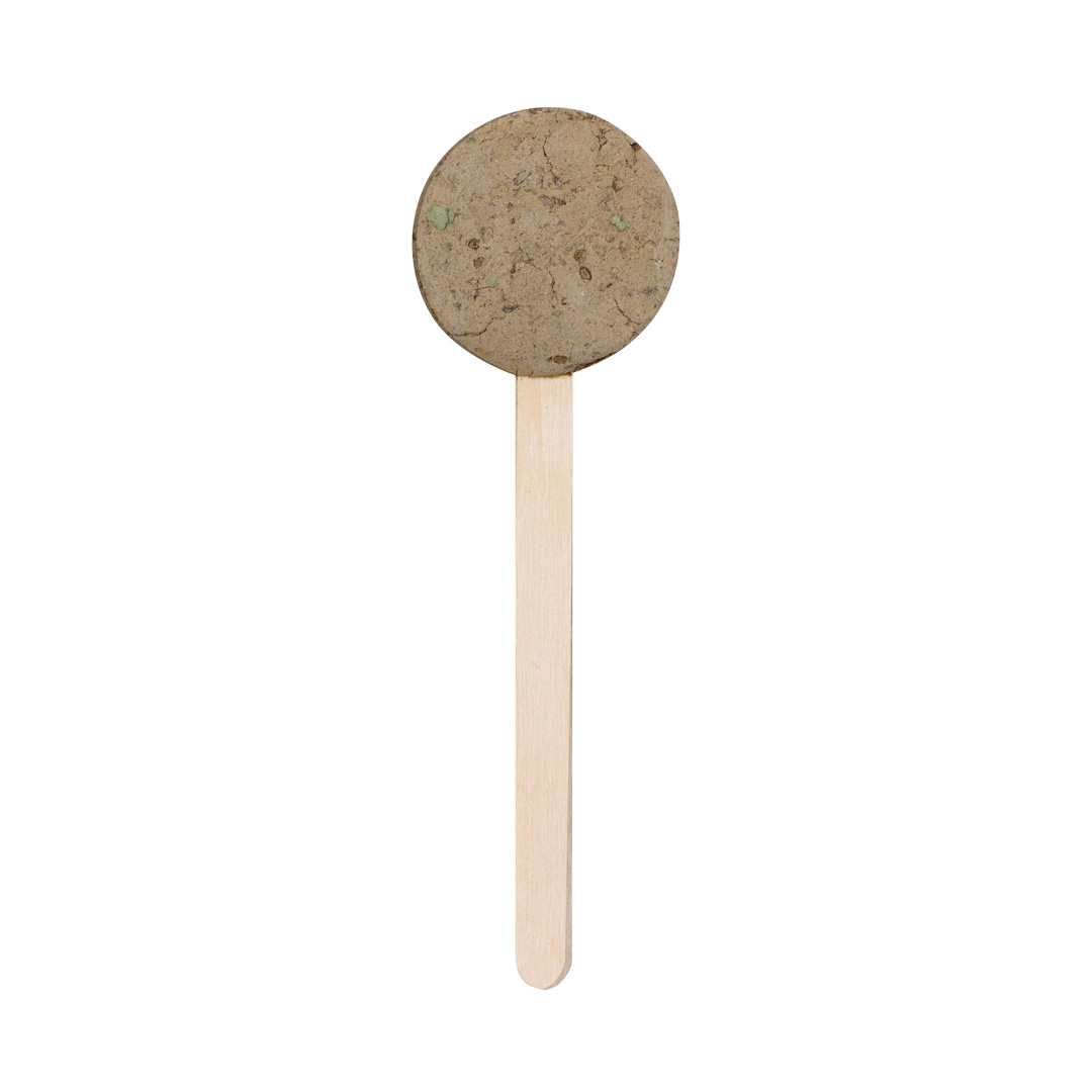 Zaad Lolly - Sint-Denijs-Boekel