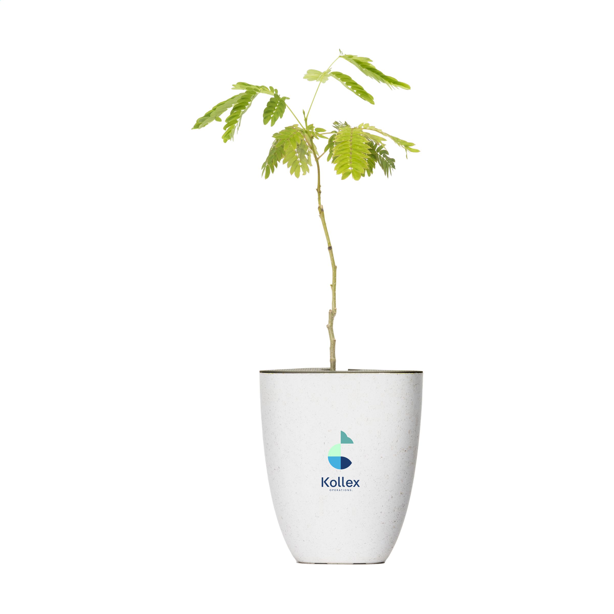 Brievenbusboom Perzische Zijde - Torhout