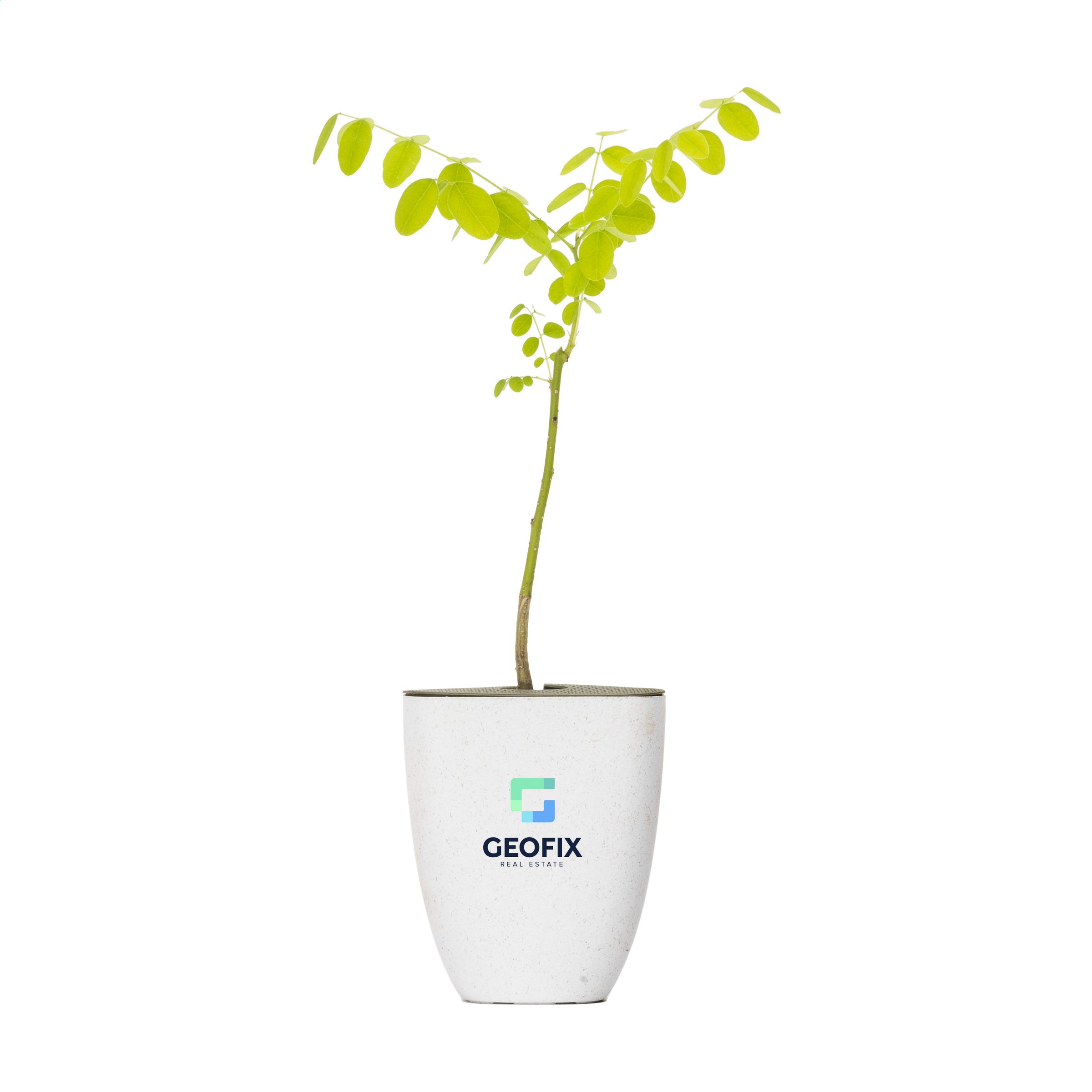 Brievenbusboom Honingboom - Wontergem