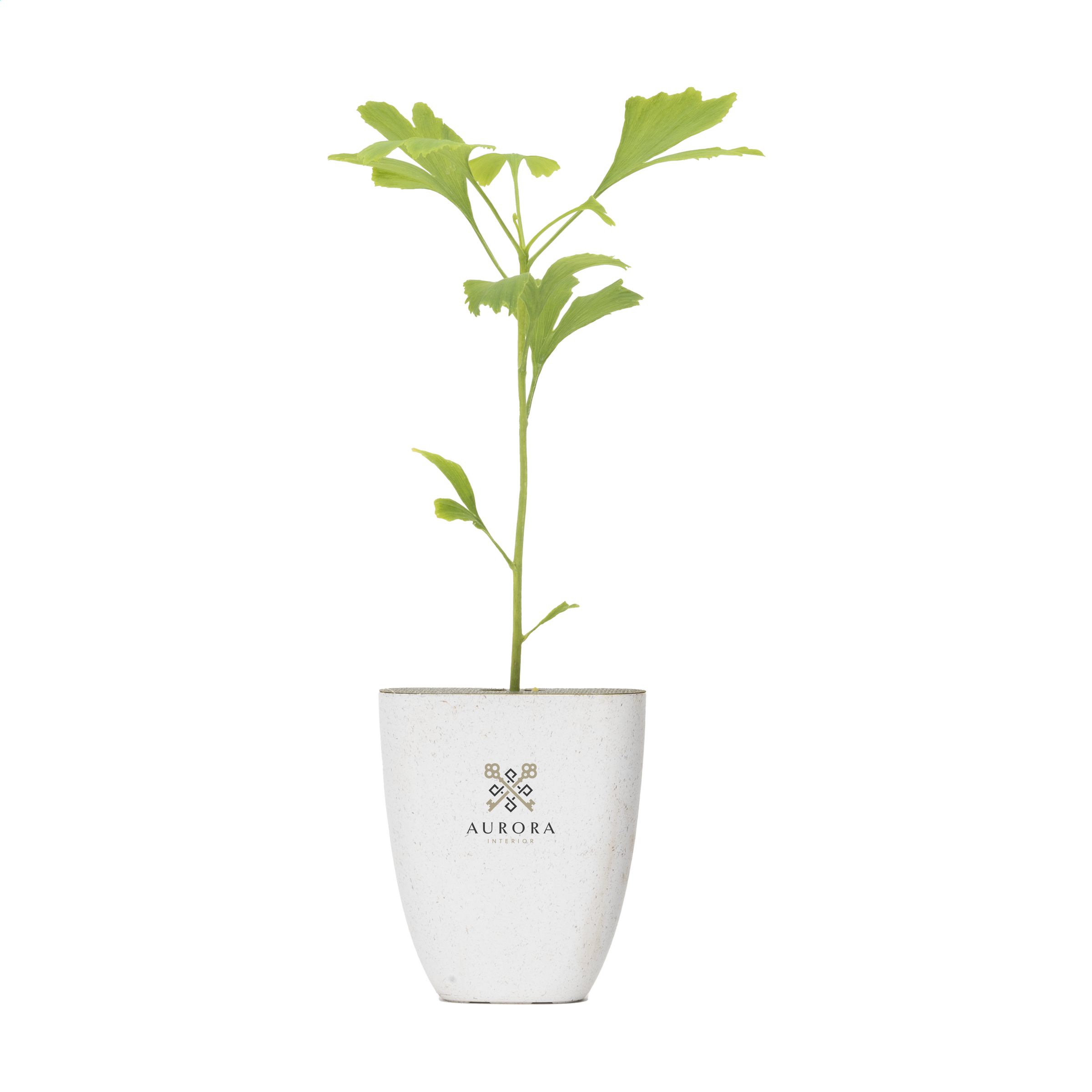 Brievenbusboom Japanse Notenboom - Gooik