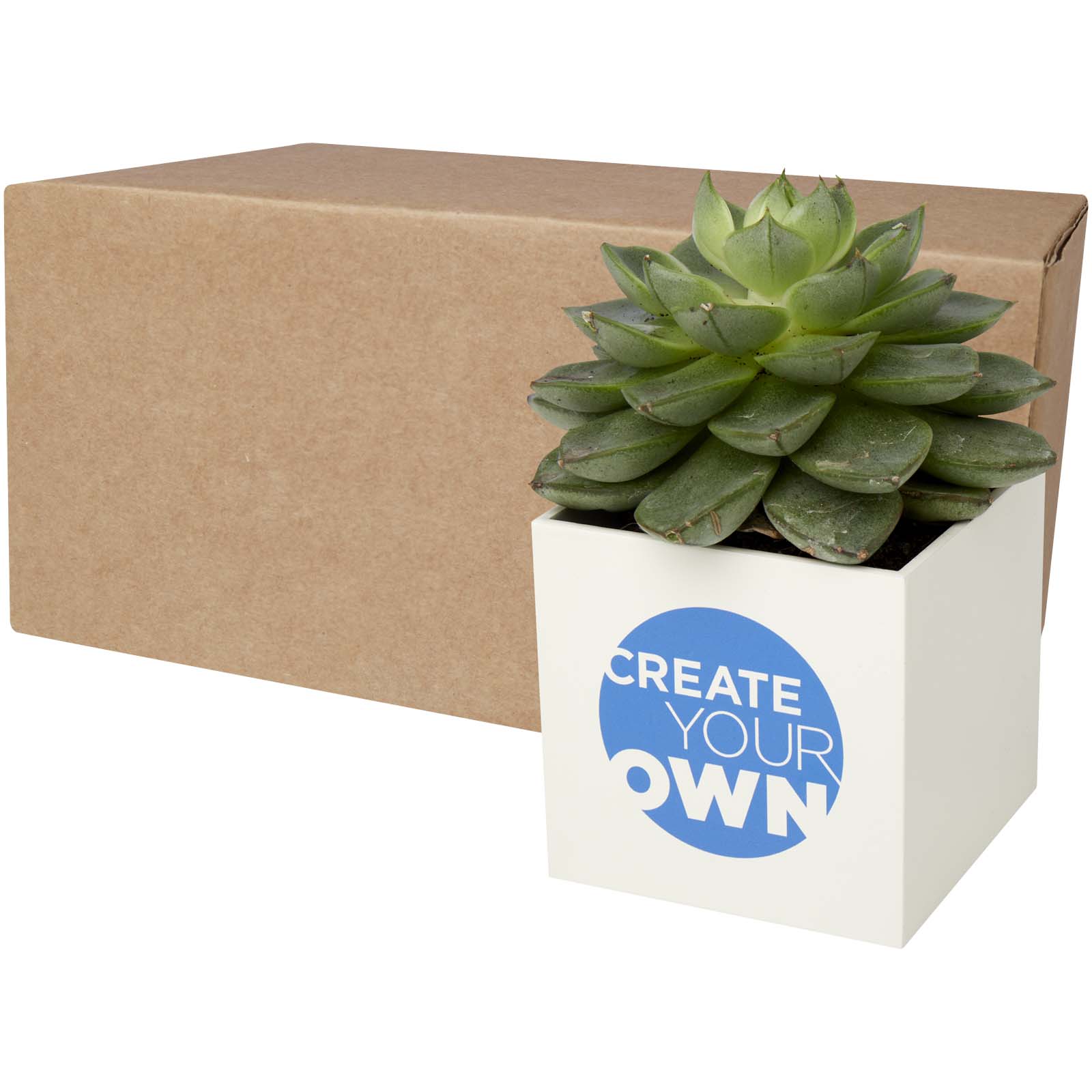 Pot en aluminium avec cactus Hey Pots