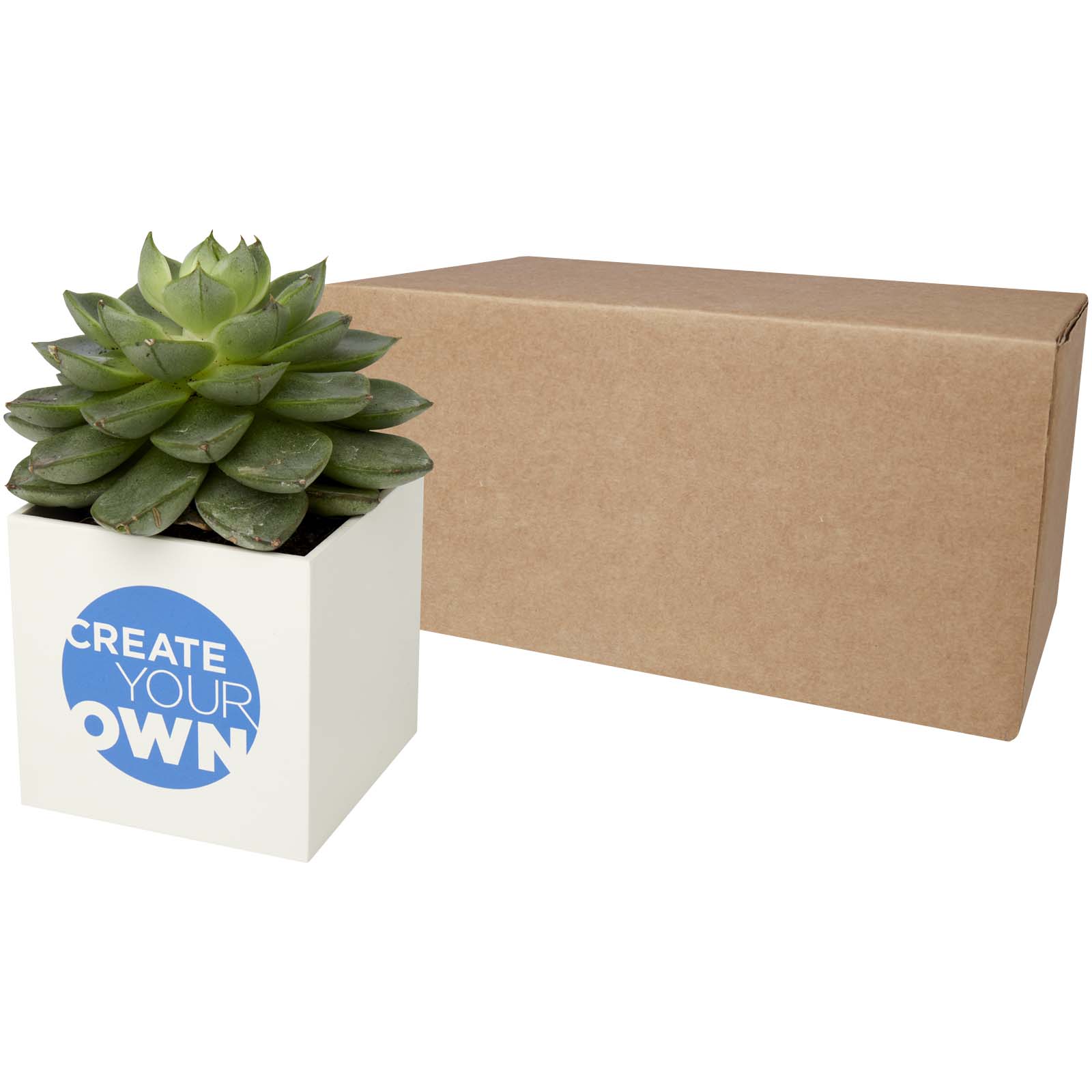 Aluminium Succulent Pot in Gift Box - Glabbeek
