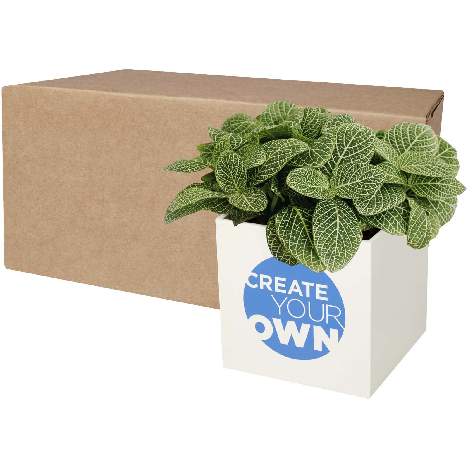 Pot en aluminium avec plante grasse Hey Pots